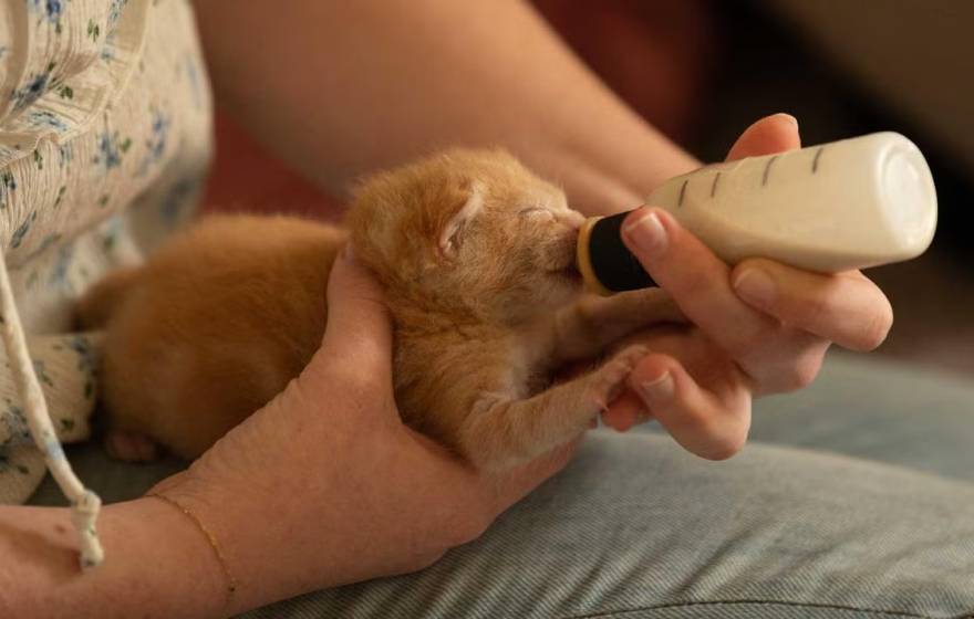 A kitten being bottlefed