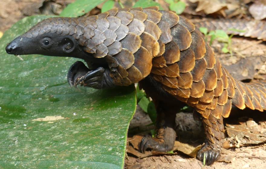 A white-bellied pangolin