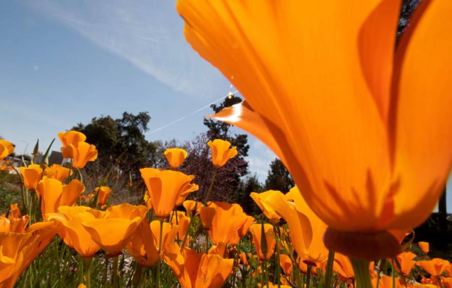 Orange California poppies blooming at the UC Davis Arboretum