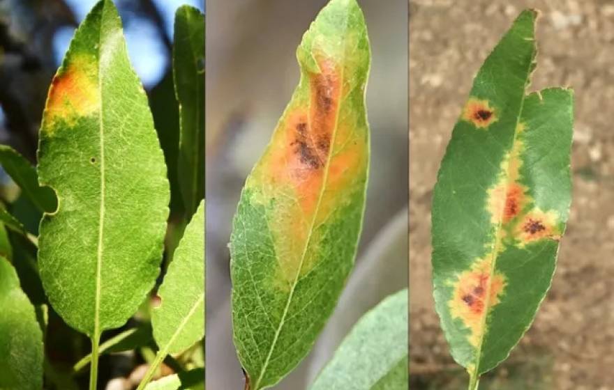 Three images of leaves in a state of increasing red blotchedness next to one another