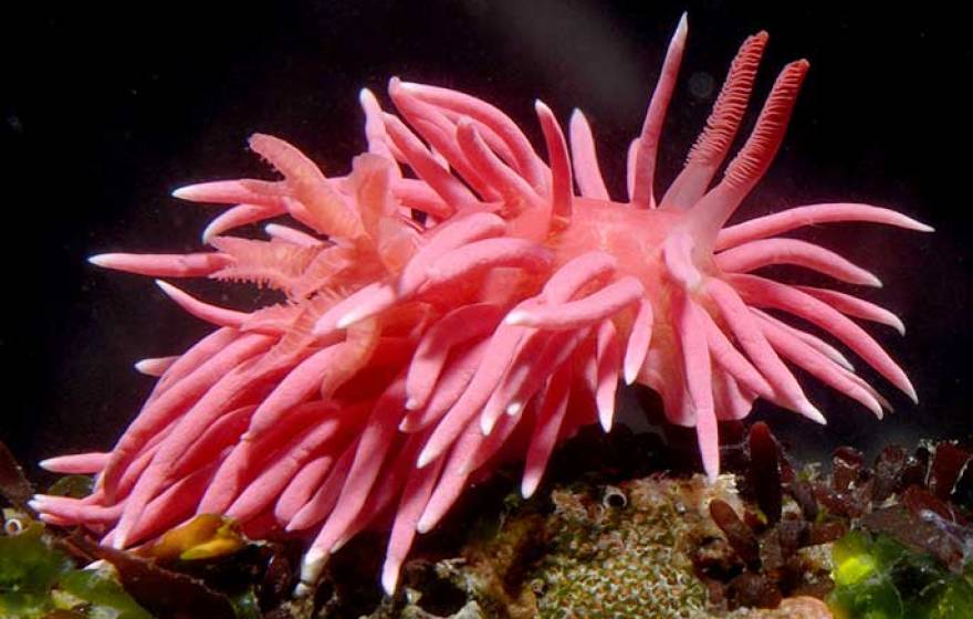 Hopkins' rose nudibranch