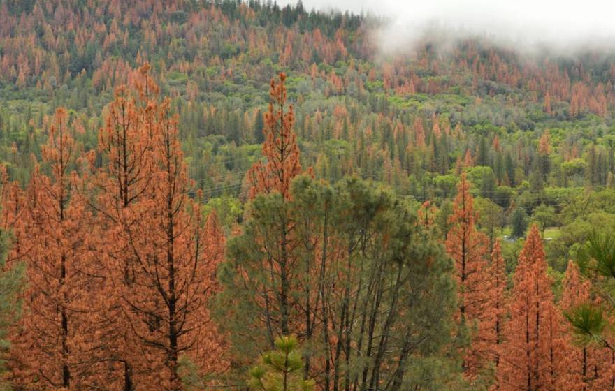 Orange and green trees in the Sierra Nevada
