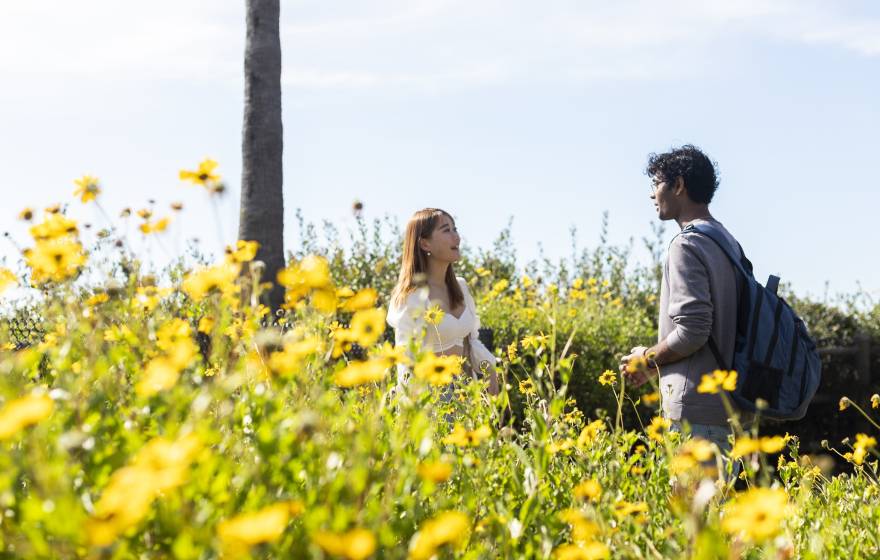 Two students talking in a field of yellow flowers