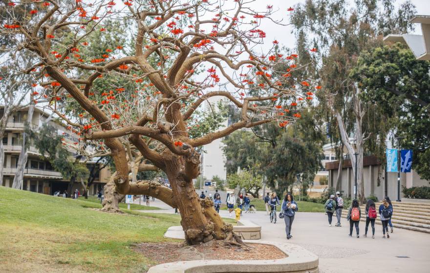 UC San Diego campus sidewalk lined with trees one with bright red leaves