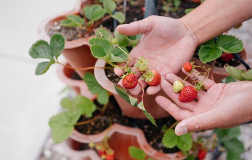 A hand holds up a few strawberries above a strawberry plant