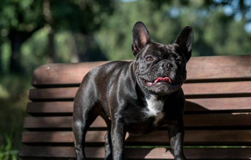 UC Davis bulldog Moxie