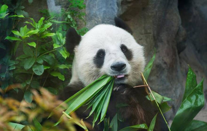 UC Davis panda black and white