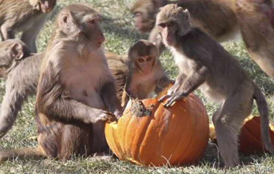 UC Davis social monkeys