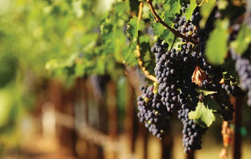 Close up of grapes in a vineyard