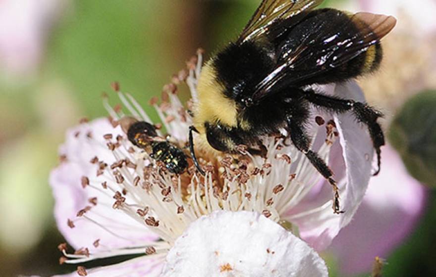 The numbers of wild pollinators like this yellow-faced bumblebee have declined in areas where the need for crop pollination is high. 