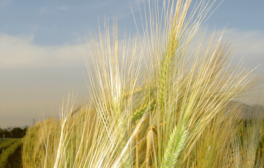 Barley is one of the world's most important cereal crops. 