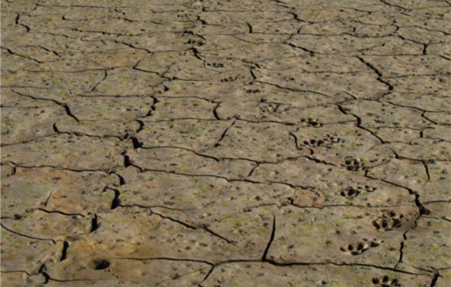 Tracks at the bottom of Cachuma Reservoir in Santa Barbara County suggest a deer became mired in the mud while being pursued by a mountain lion.