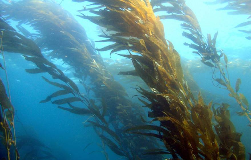 giant kelp
