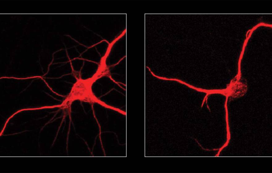 A microscope view of 2 neurons, stained red against a black backdrop. One has more branches than the other.