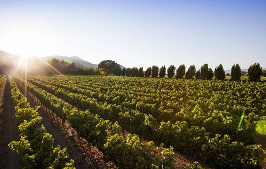 UC Davis vineyard