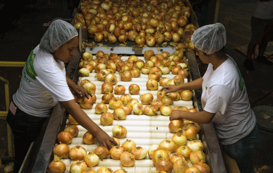 Women in hair nets sorting onions on a conveyer belt