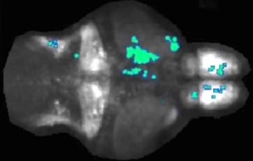 UC Berkeley zebrafish