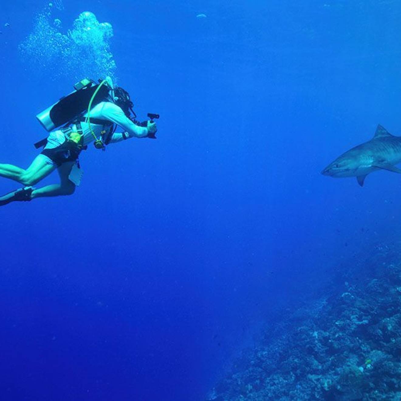 A scuba diver photographing a shark under water