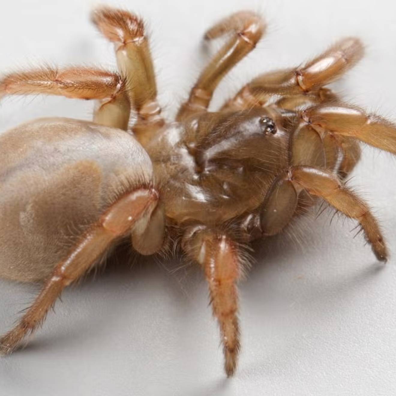 A light brown, tarantula-like, quarter-sized spider crawls across a white background. 