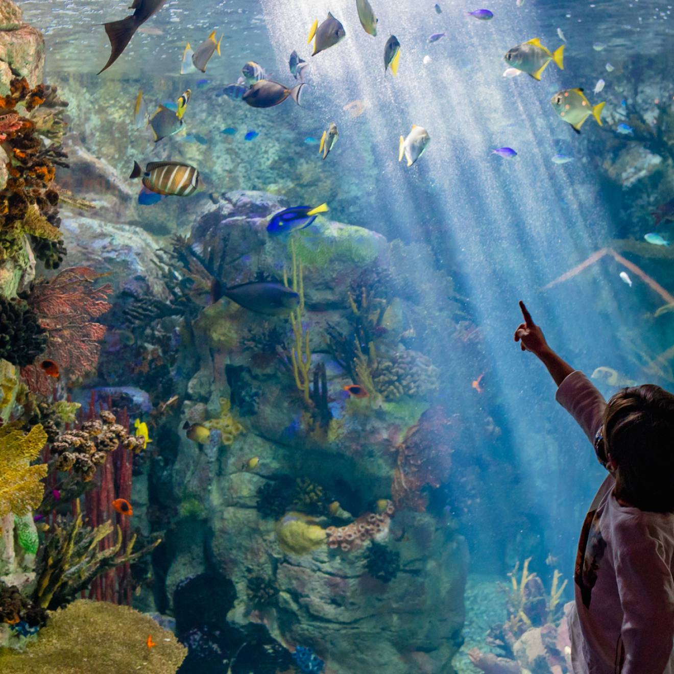 A child stand and points in front of a large aquarium tank