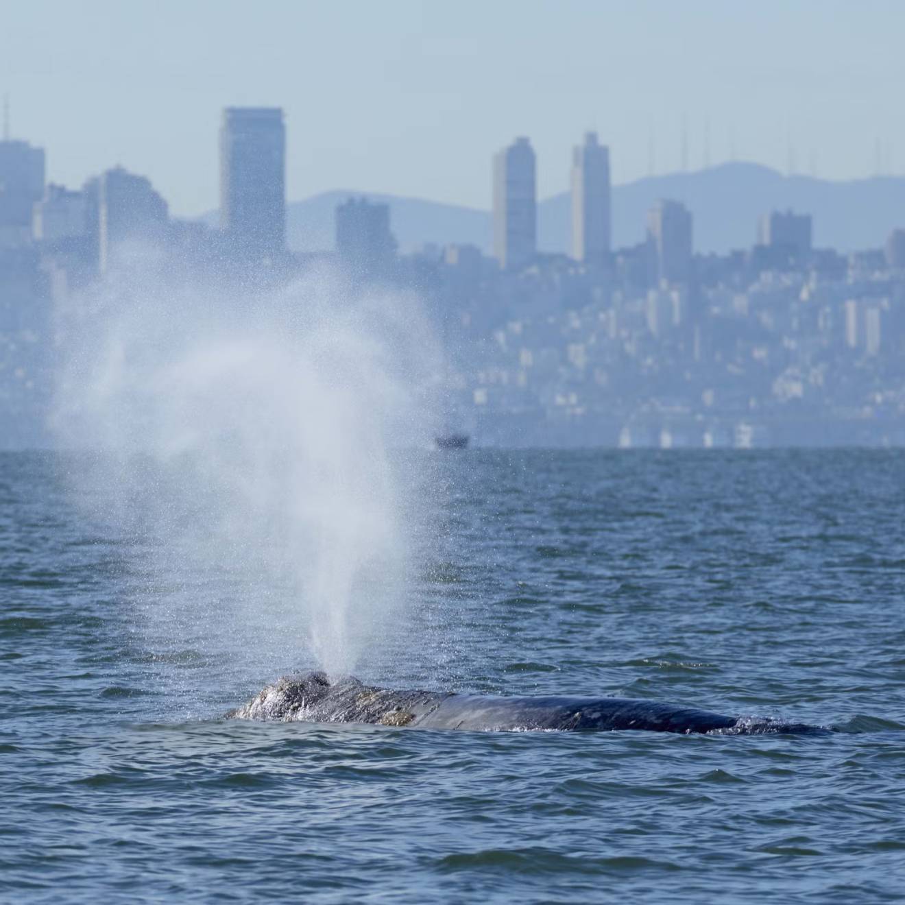 A gray whale at the surface spouts with the San Francisco skyline in the background