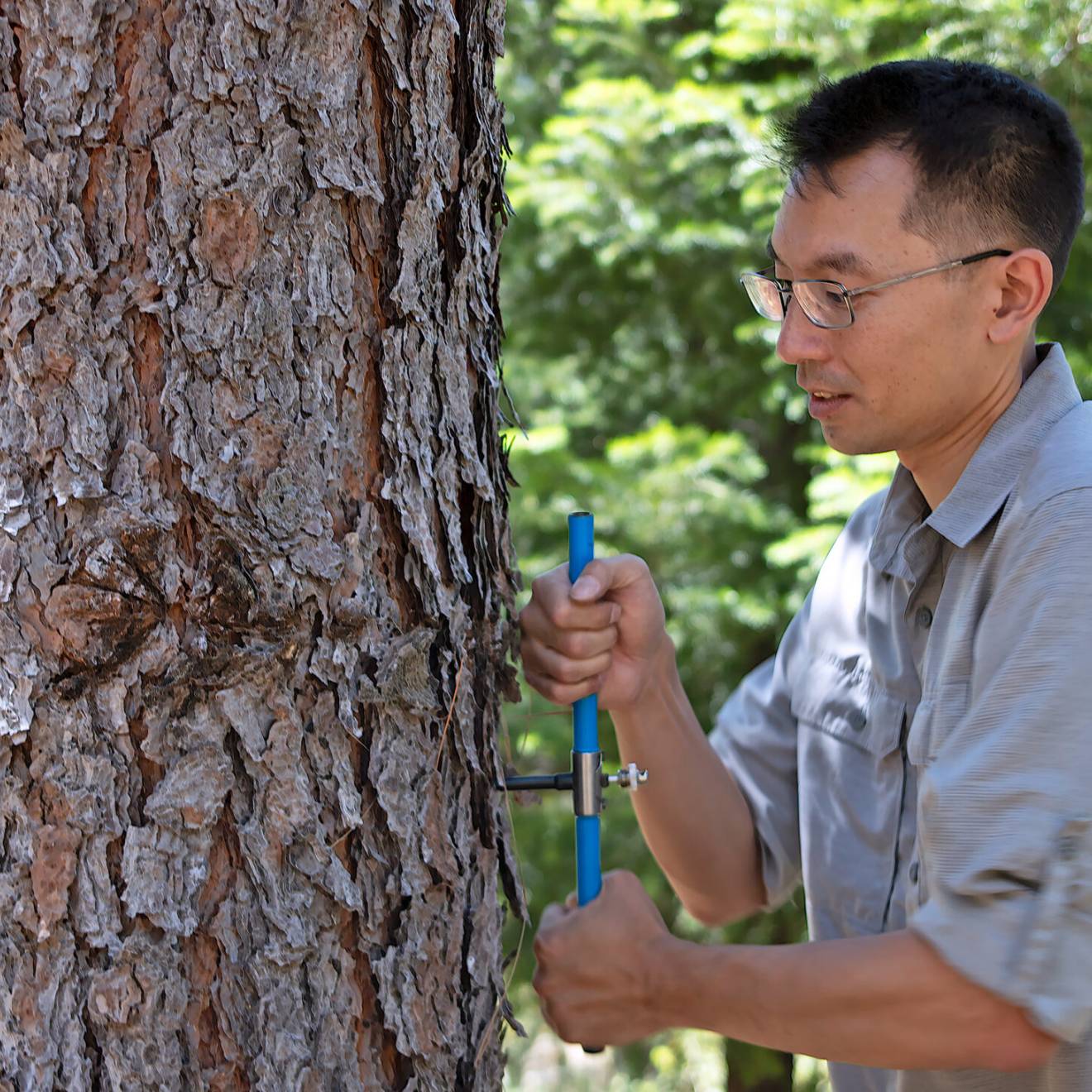 A young man puts a tool into a trunk of a tree while he stands very close to it