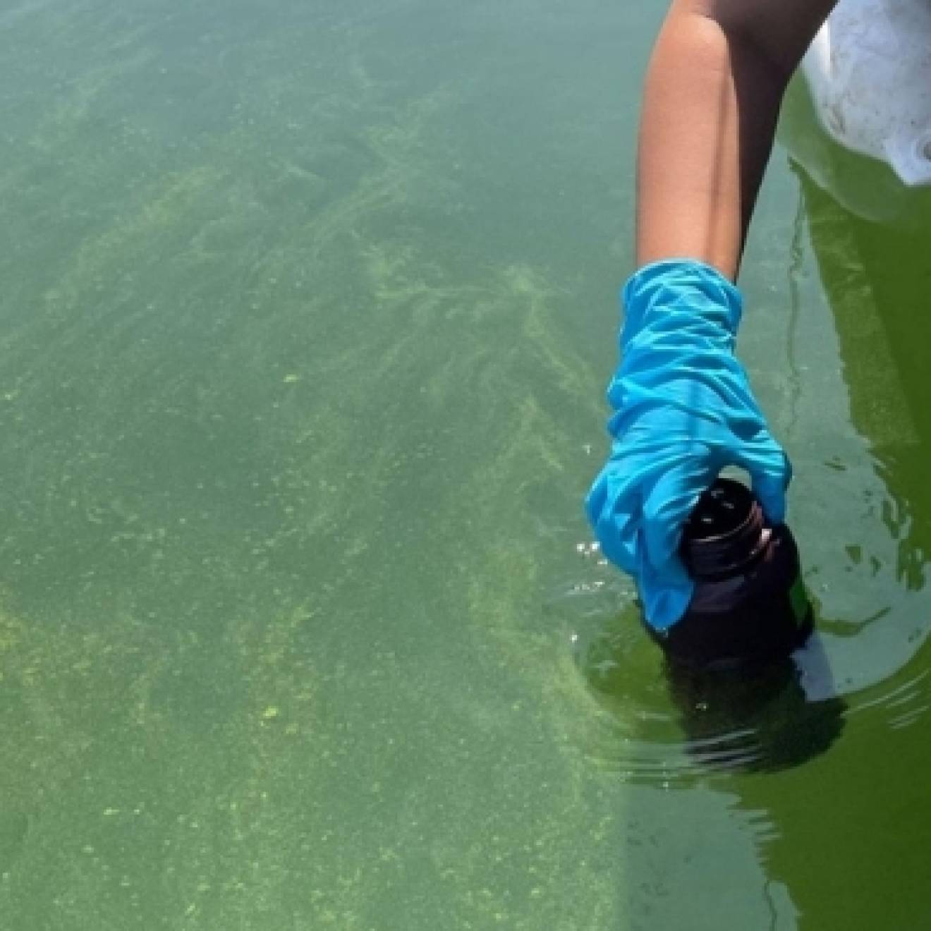 A gloved hand reaches in to collect water from a green body of water