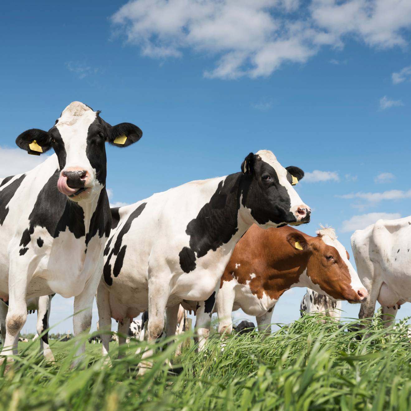 Dairy cows, a few black and white, one red and white, the other white, on green grass under a blue sky