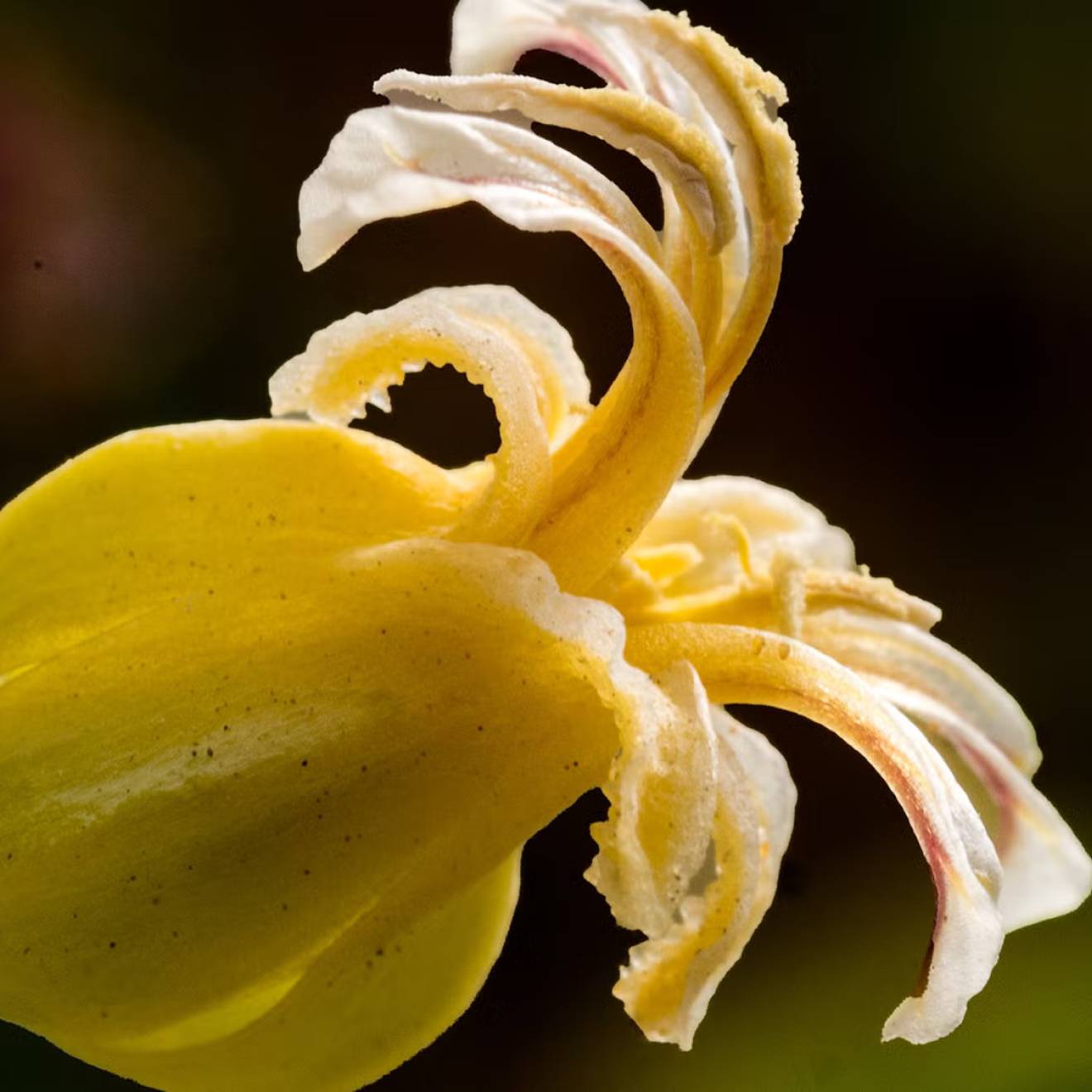 A close-up of a yellow wildflower