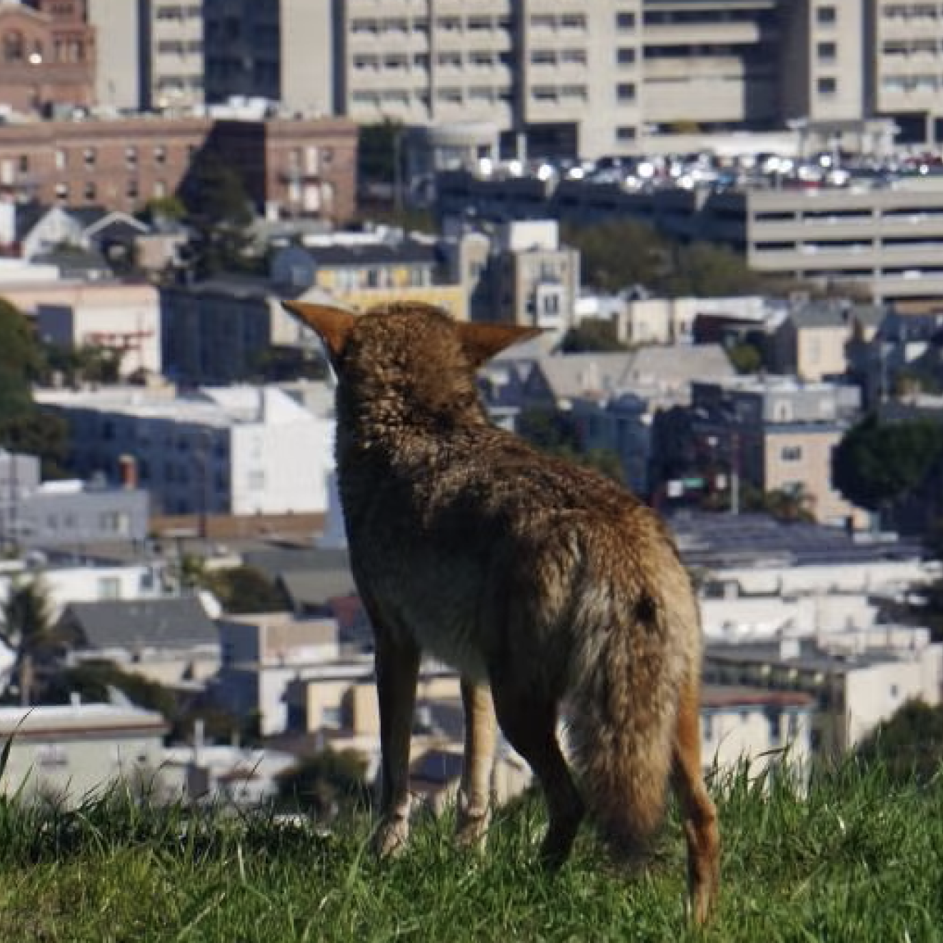 A coyote stands on a grassy hill overlooking a densely built area of San Francisco