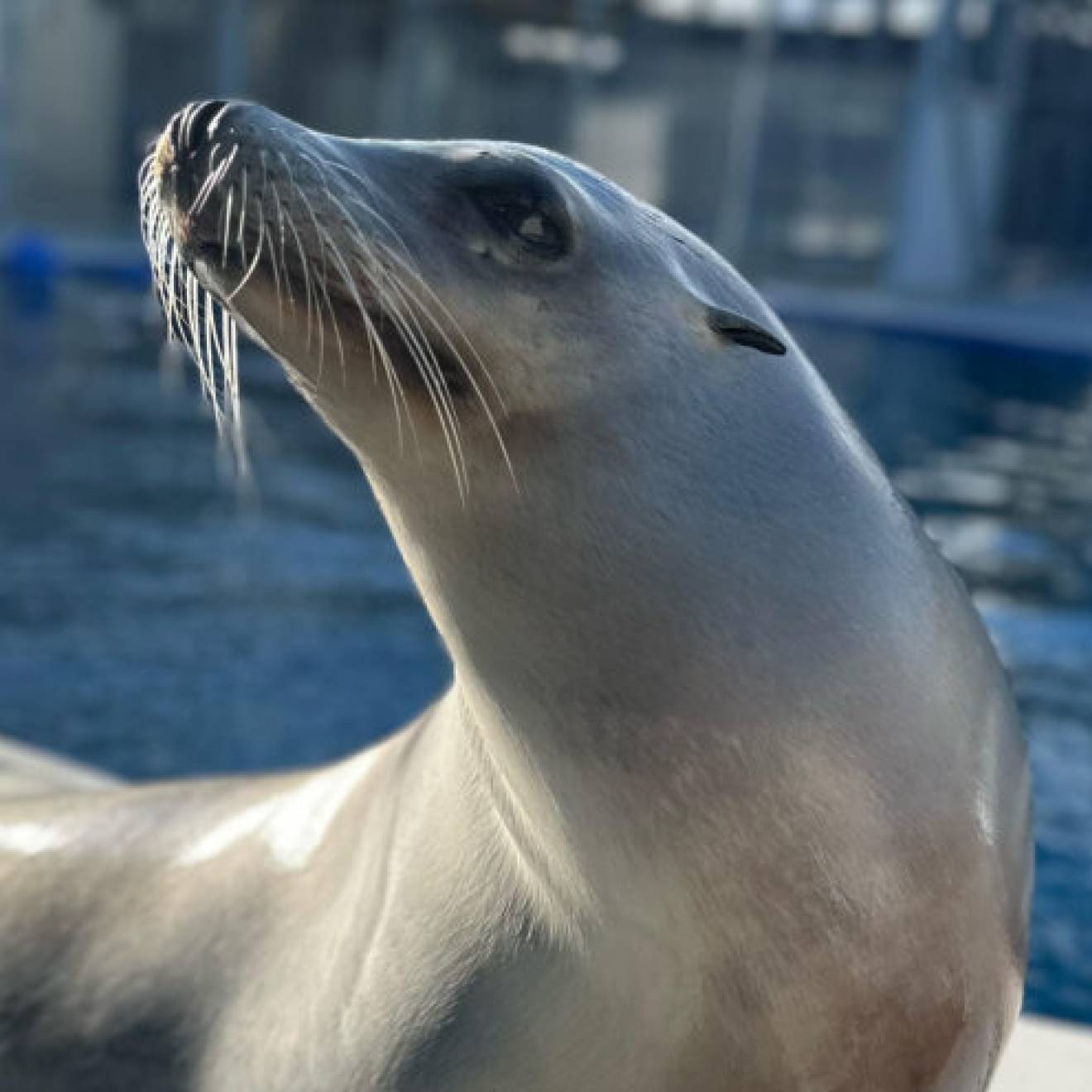 A sea lion named Ronan holds up his head as if proudly on a deck in front of a pool
