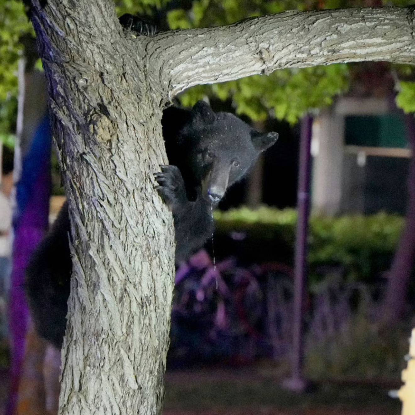 A young bear holds onto a tree trunk on campus at night, a person out of focus behind him