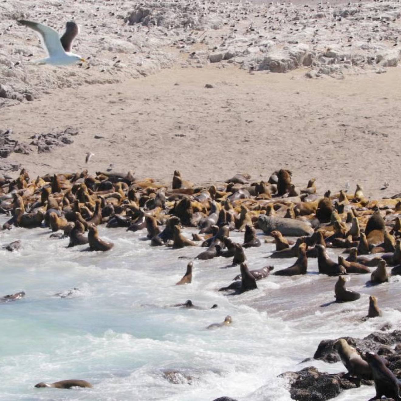 A beach with a number of sea lions and elephant seals on it and two gulls flying