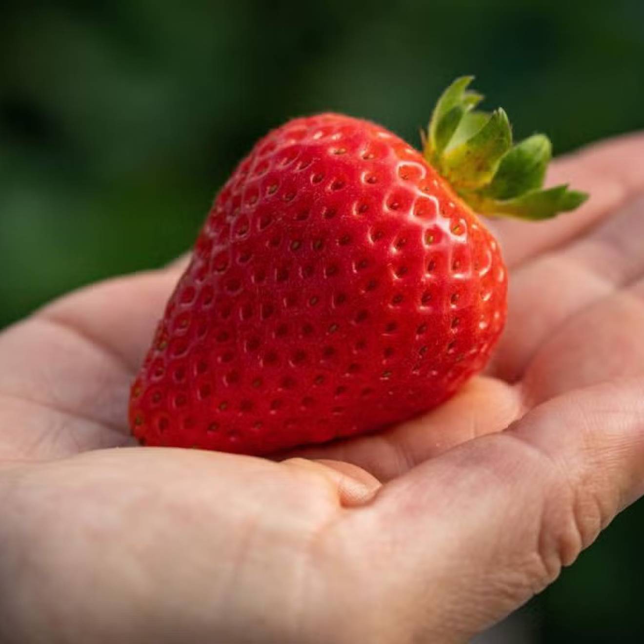 A strawberry held in someone's palm