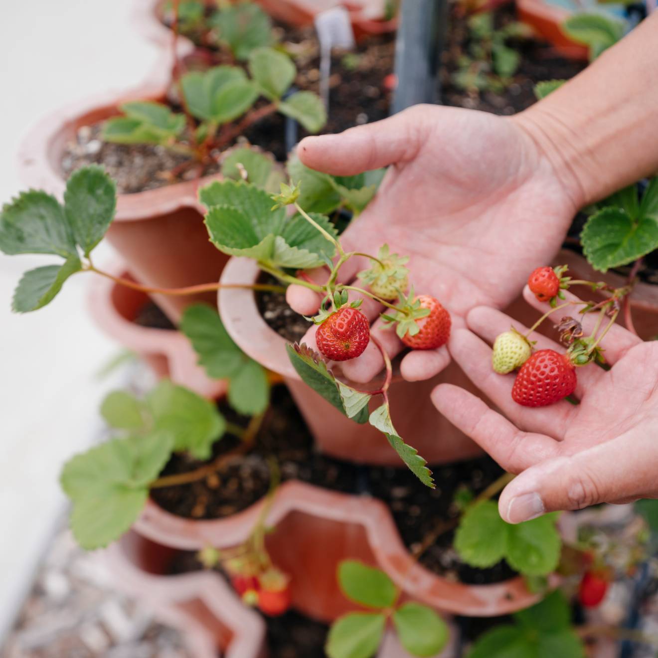 A hand holds up a few strawberries above a strawberry plant