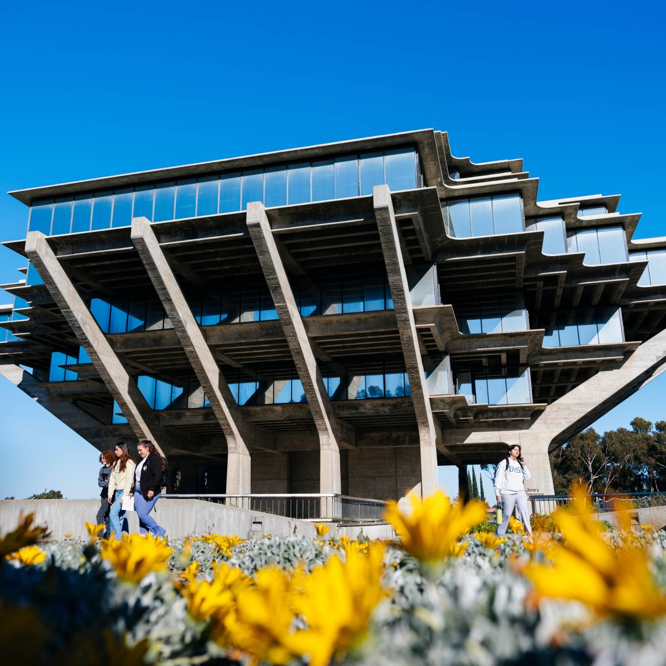 A view of the Geisel Library at UC San Diego on a sunny day, yellow flowers in the foreground