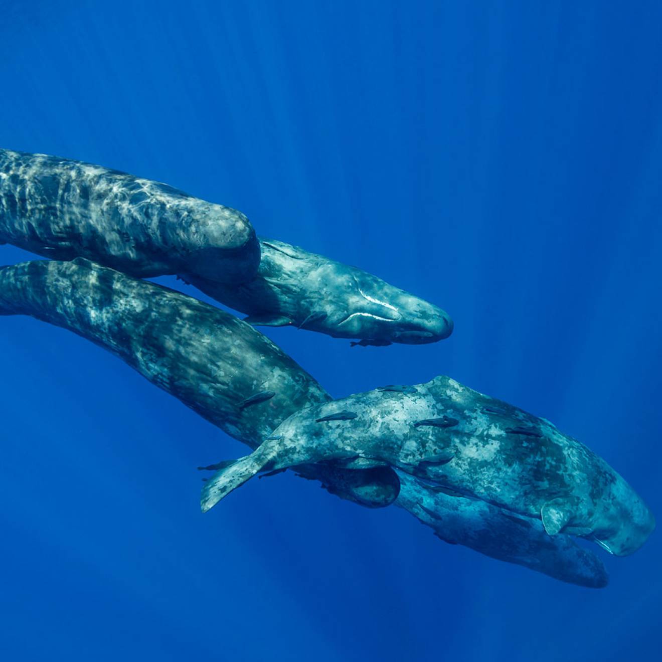 A mother sperm whale and 2 calves swim close to the surface in a brilliant blue sea